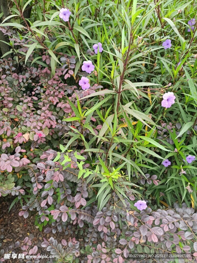 紫色小花与绿植的景致