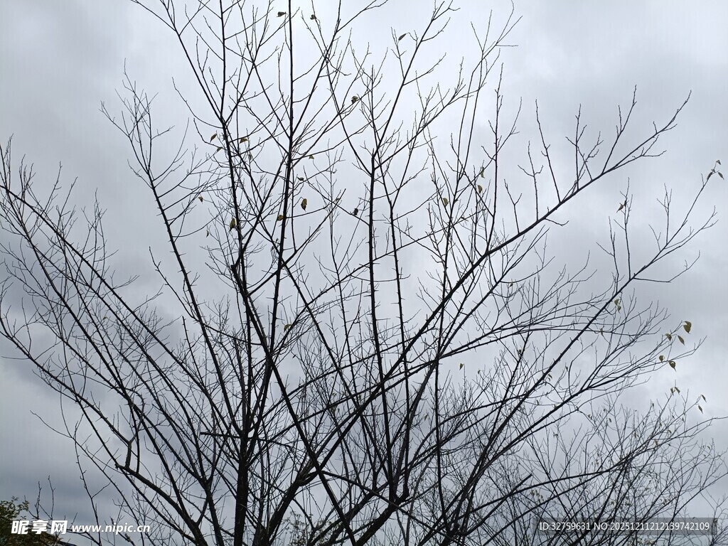 冬日枯树与阴沉天空