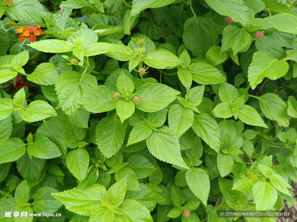 绿叶间的鲜艳红辣椒