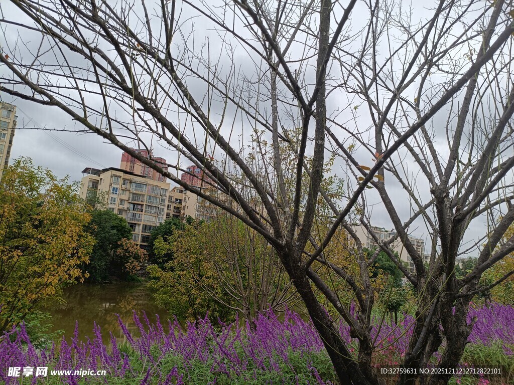 紫花旁的光秃树枝景观