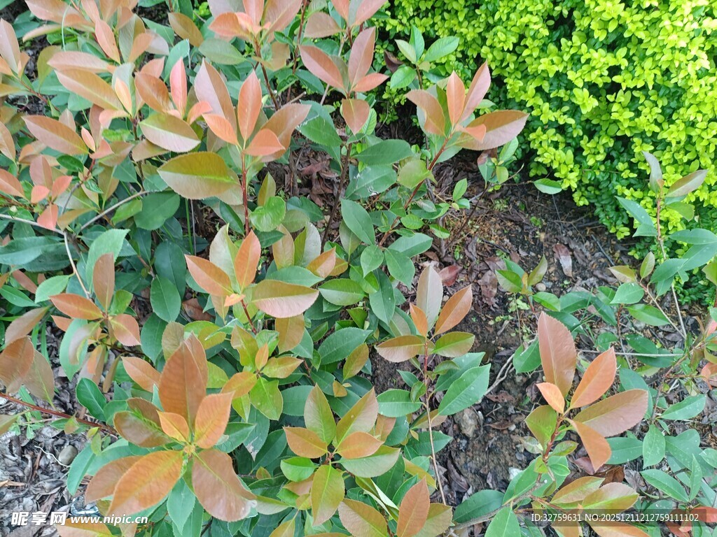 多彩叶片植物景观