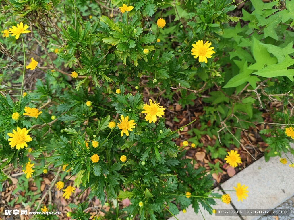 路边绽放的黄色小花