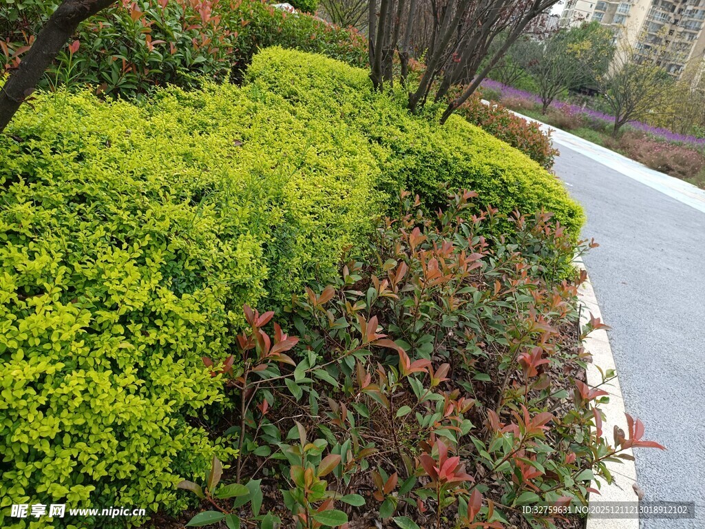 路边多彩绿植景观