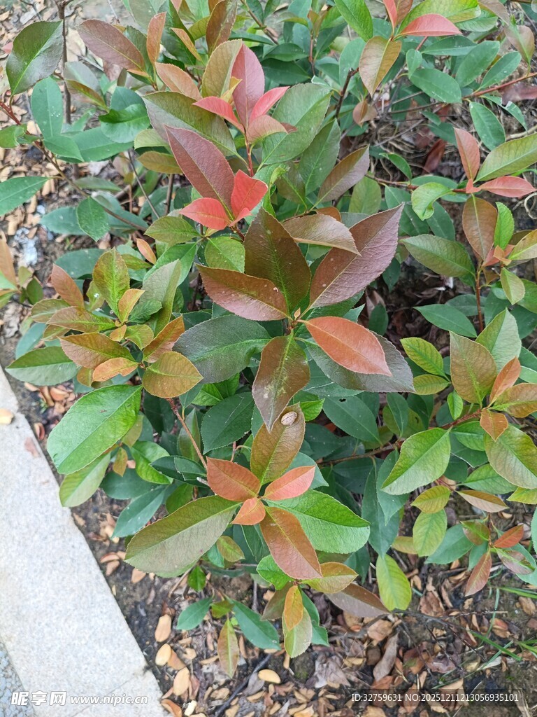 多彩叶片的植物景观