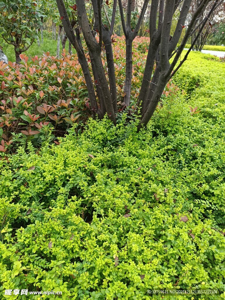 绿意盎然的灌木景观