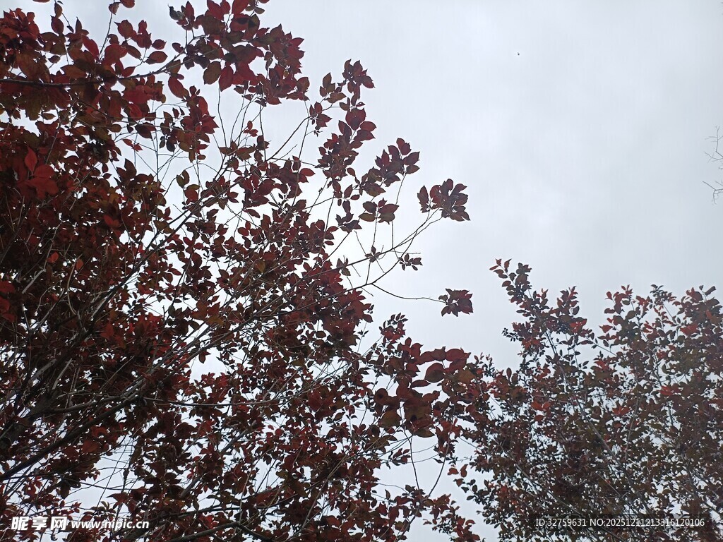红叶在灰白天空下摇曳