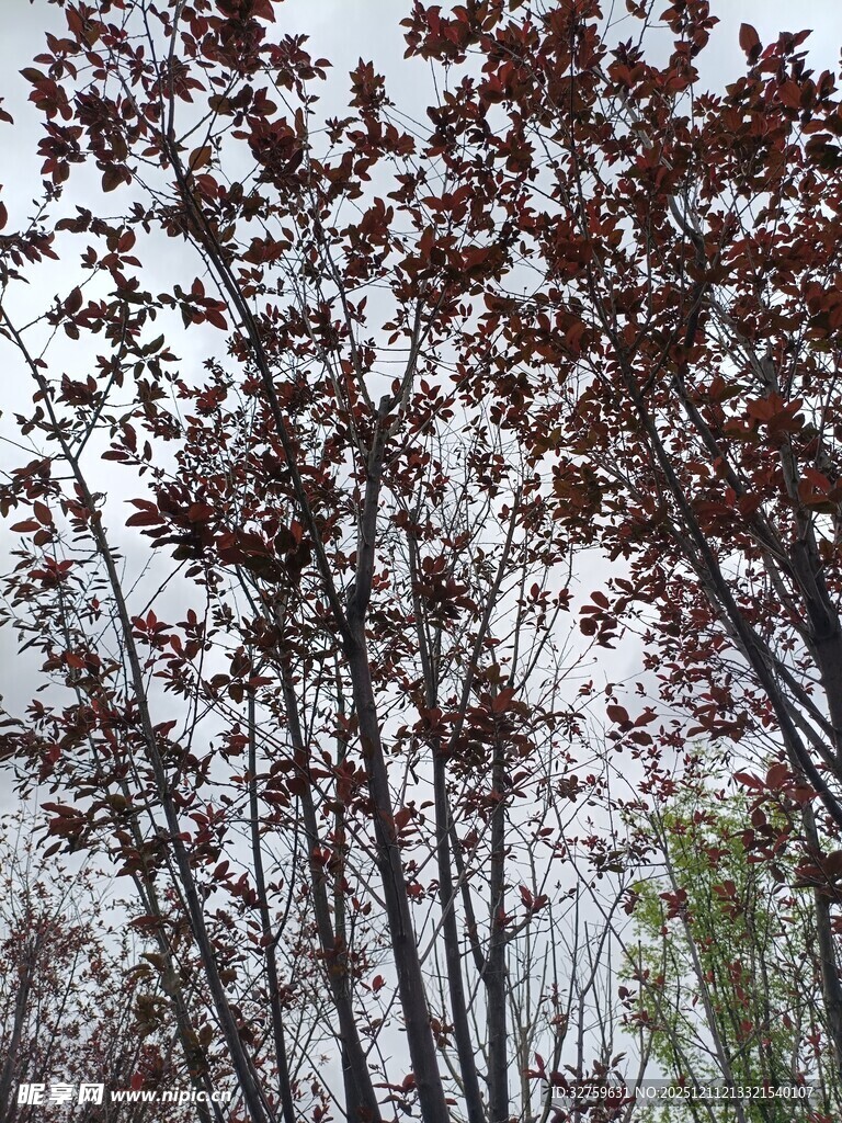 红叶树木的自然景致