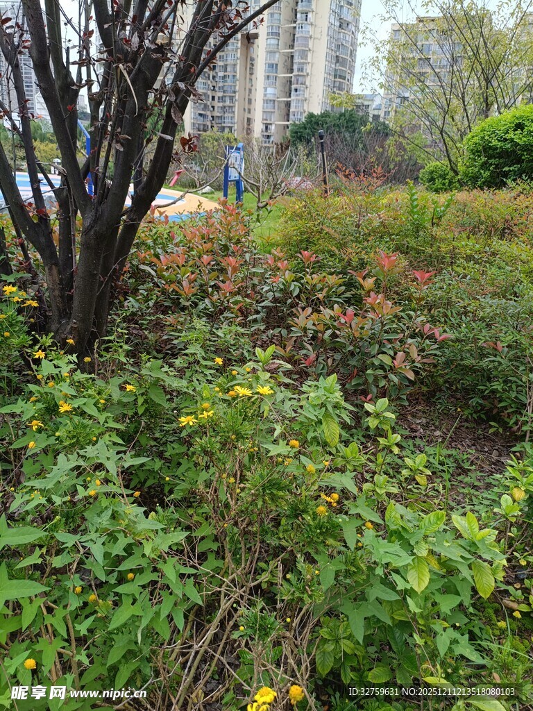 城市中繁茂的绿植景观