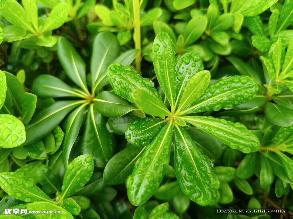 翠绿叶片上的晶莹水珠