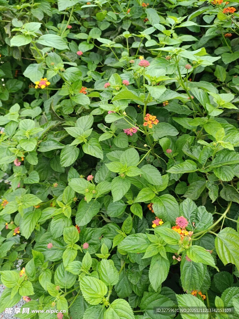 绿叶间的橙红果实