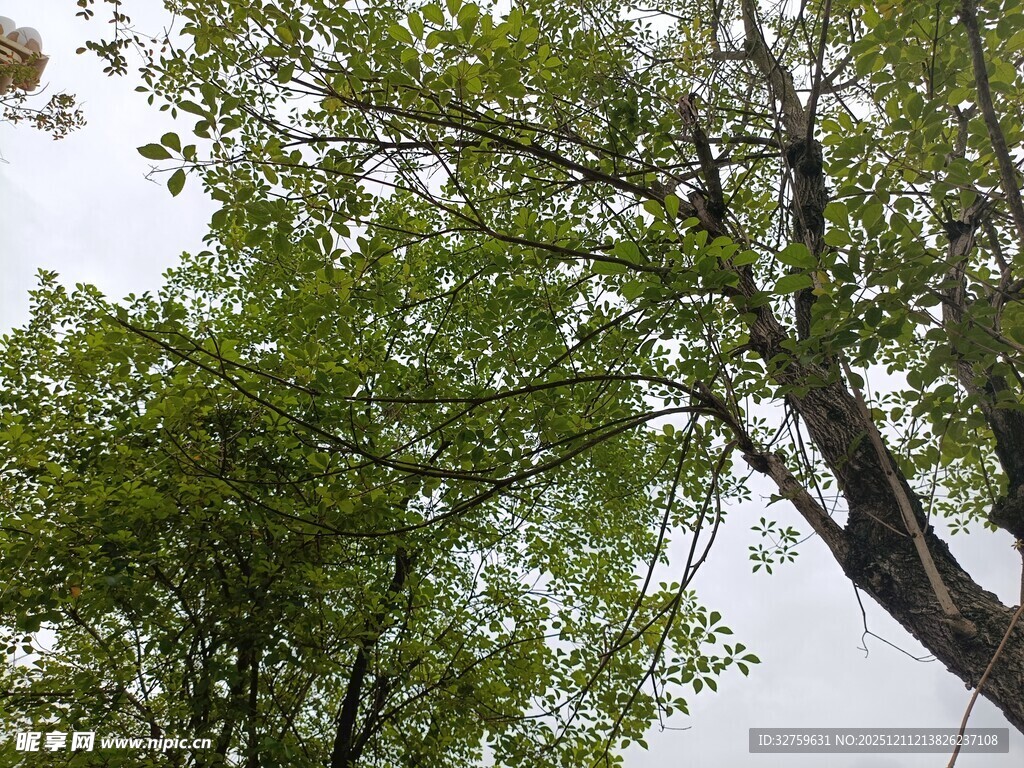 仰视葱郁树木枝叶繁茂