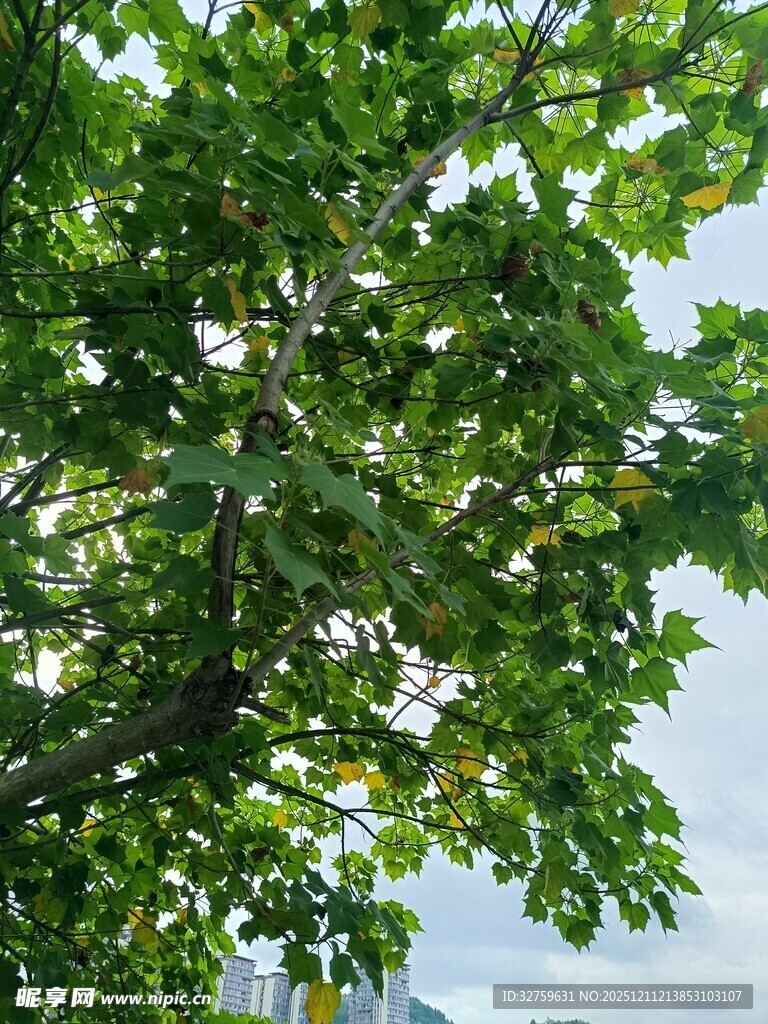 绿叶繁茂的树冠