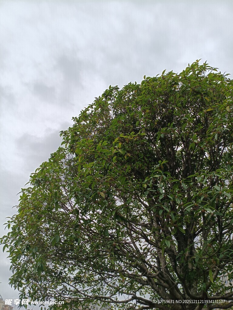 高大葱郁的树冠