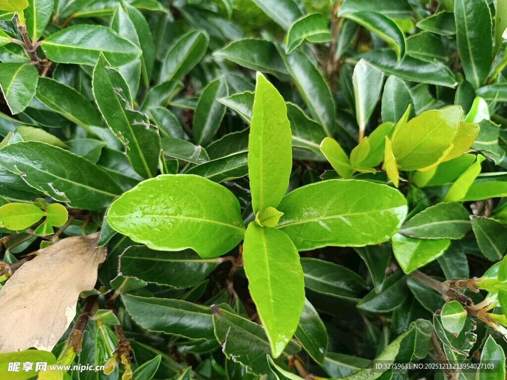 嫩绿叶片生机盎然