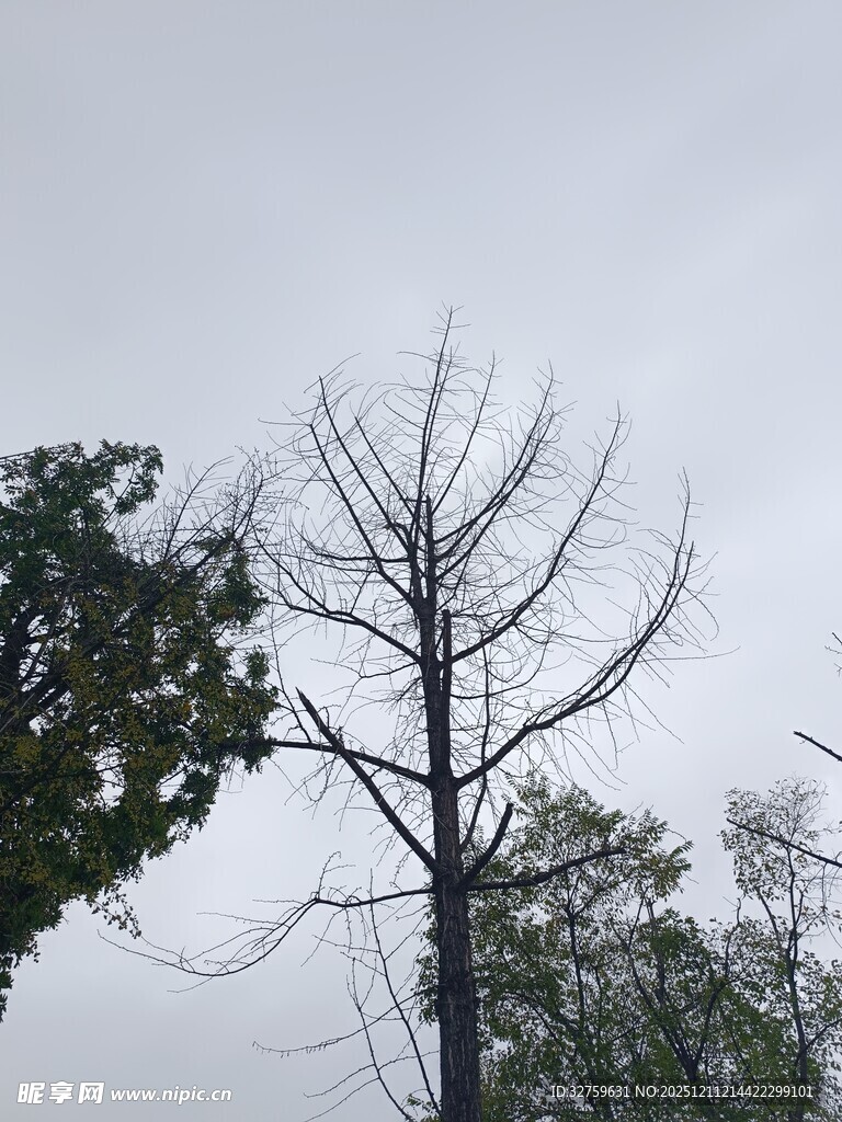 光秃树木与旁侧绿树对比