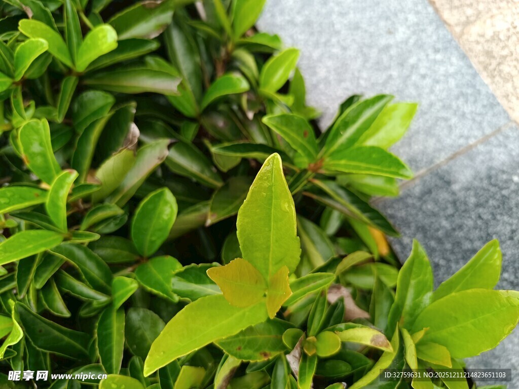 翠绿生机盎然的植物叶片