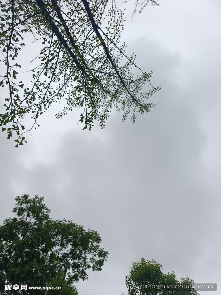 仰视天空中的繁茂树木