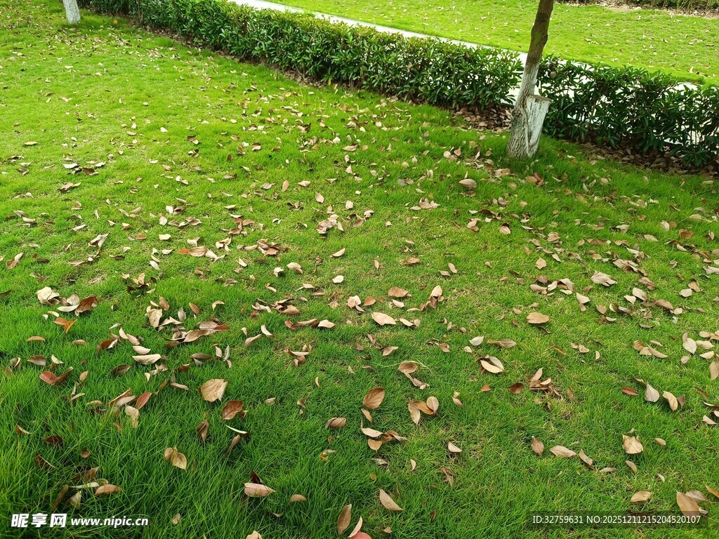 草坪上散落的枯黄树叶