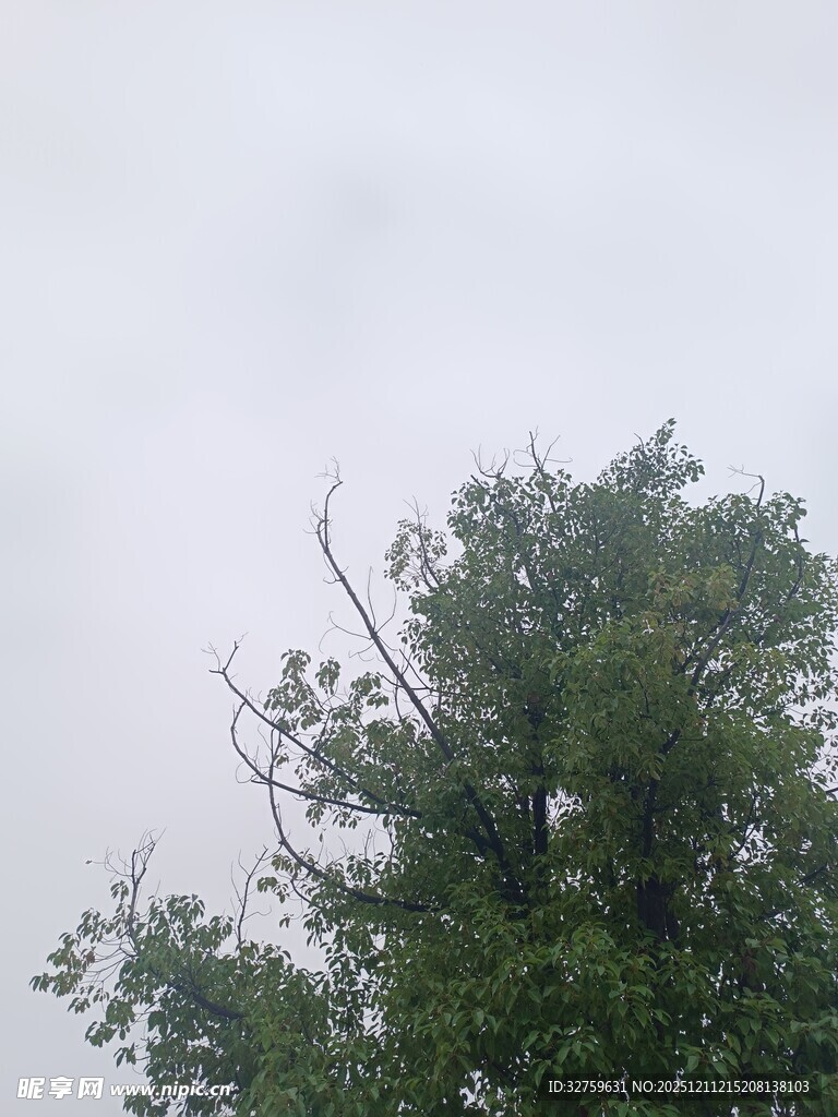 树梢上的朦胧天空