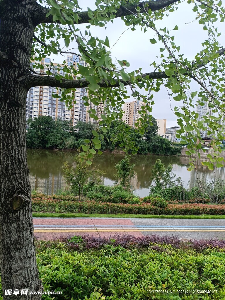 城市湖畔绿树繁花景致