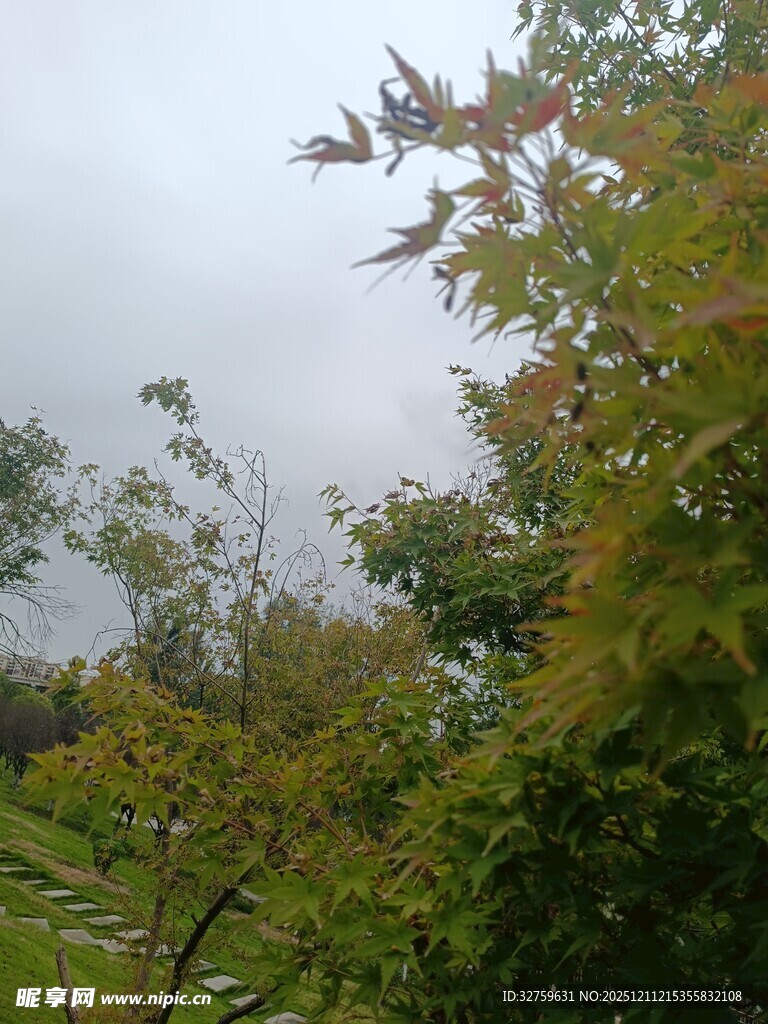 阴天中的葱郁树木