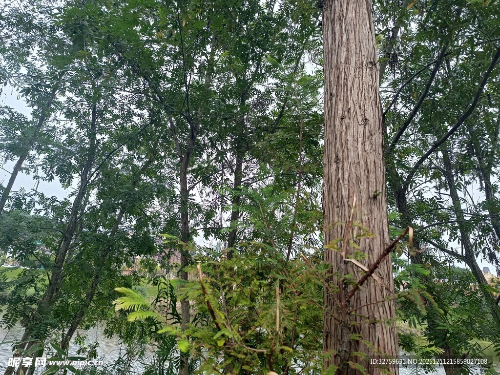 茂密森林中的高大树木