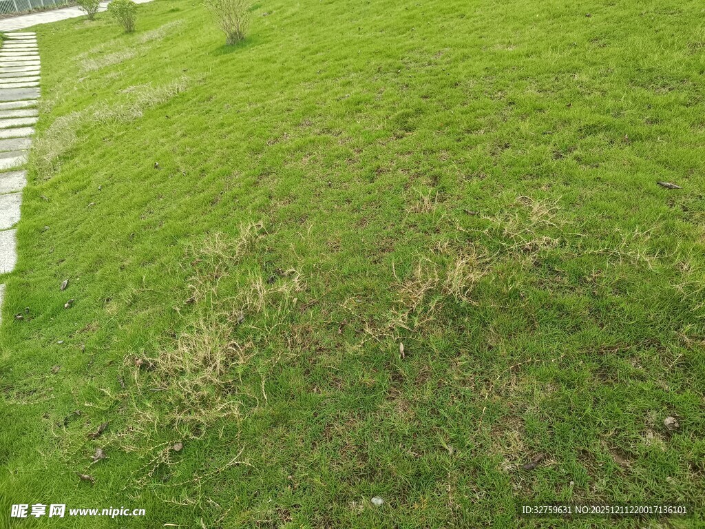 翠绿草地局部景象