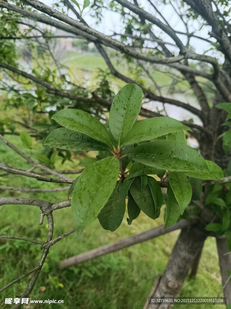 绿叶繁茂的枝头景象