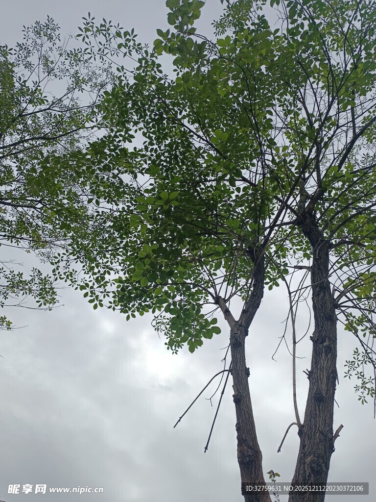 两棵绿树映衬灰白天空