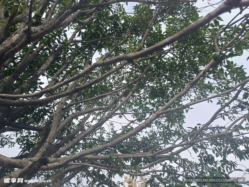 繁茂大树的枝干与绿叶