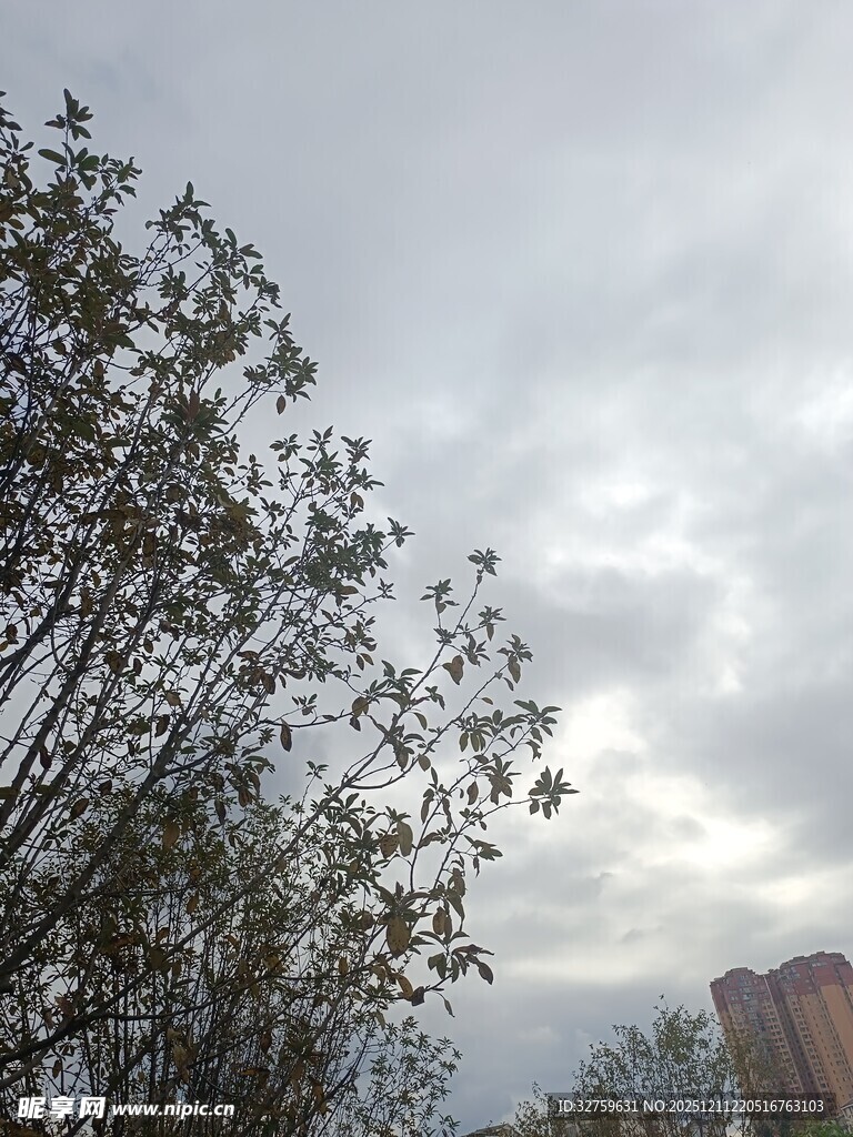 阴天树枝与远处建筑景观