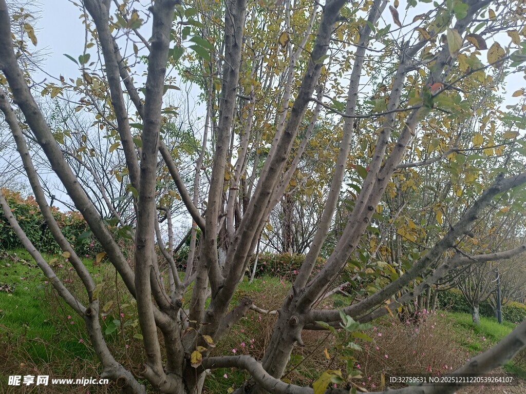 秋日野外树木景致
