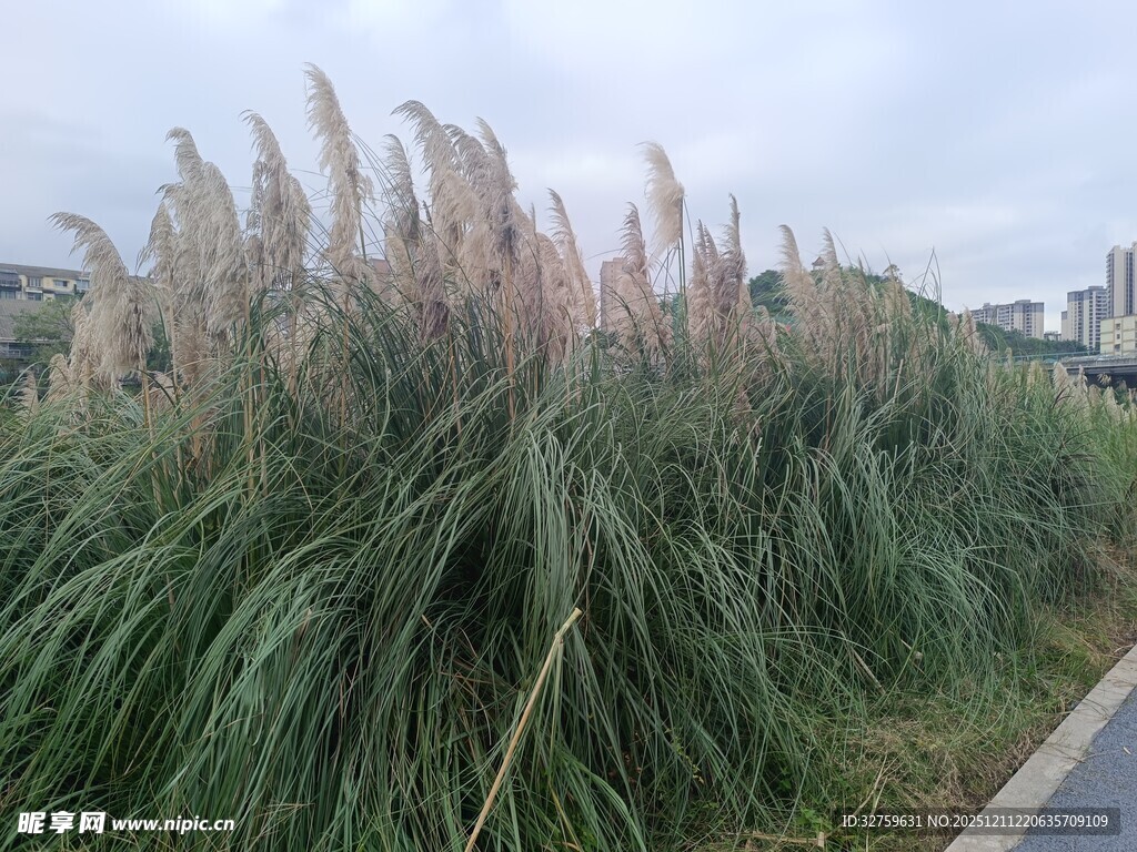 路边摇曳的芦苇草丛