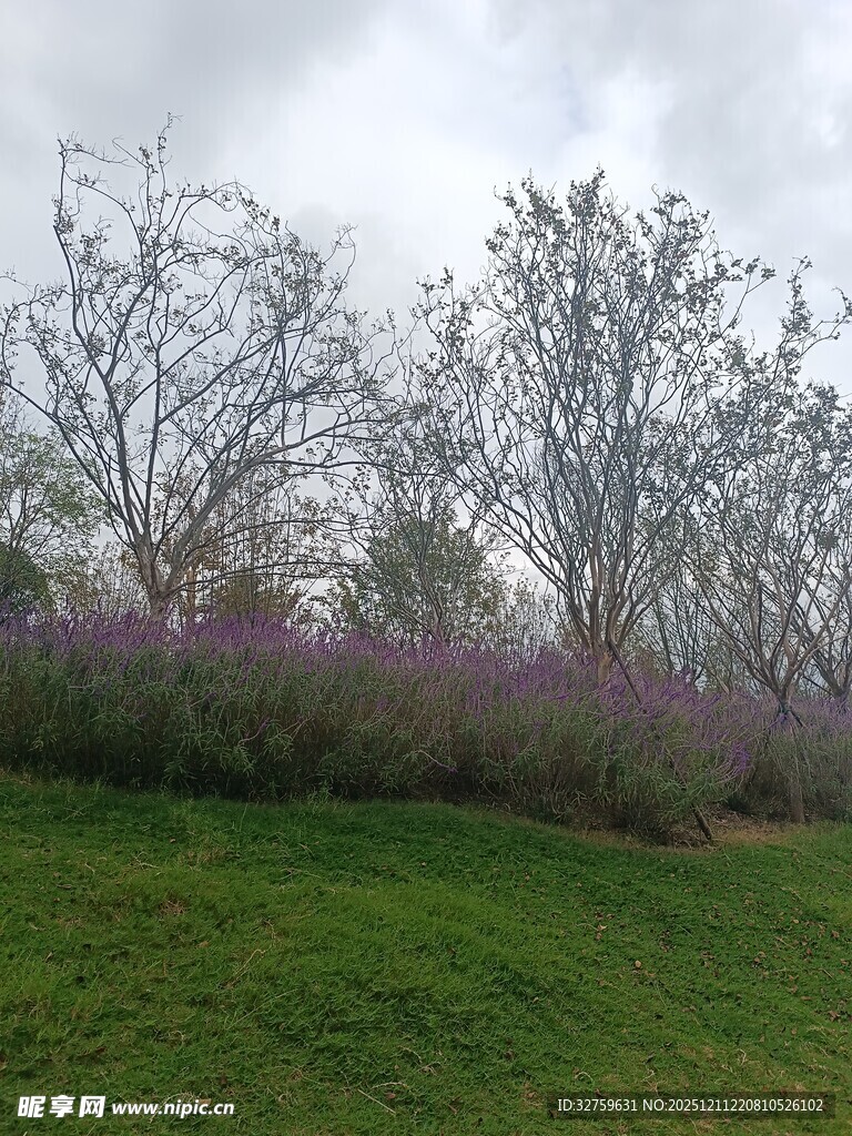 草地旁绽放的紫色花丛