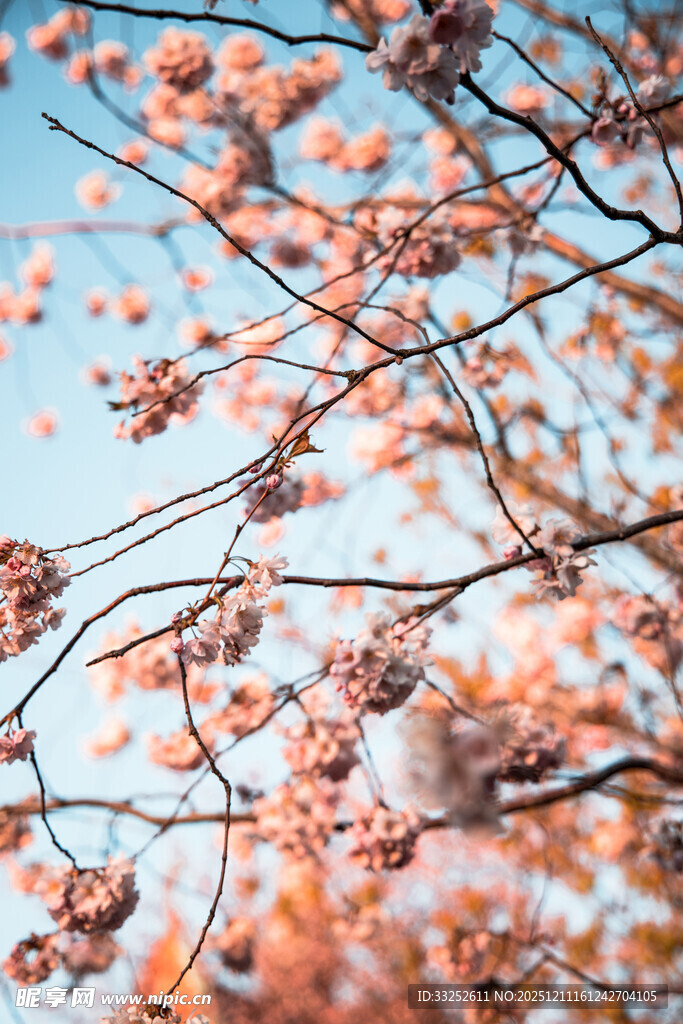 枝头繁花映蓝天