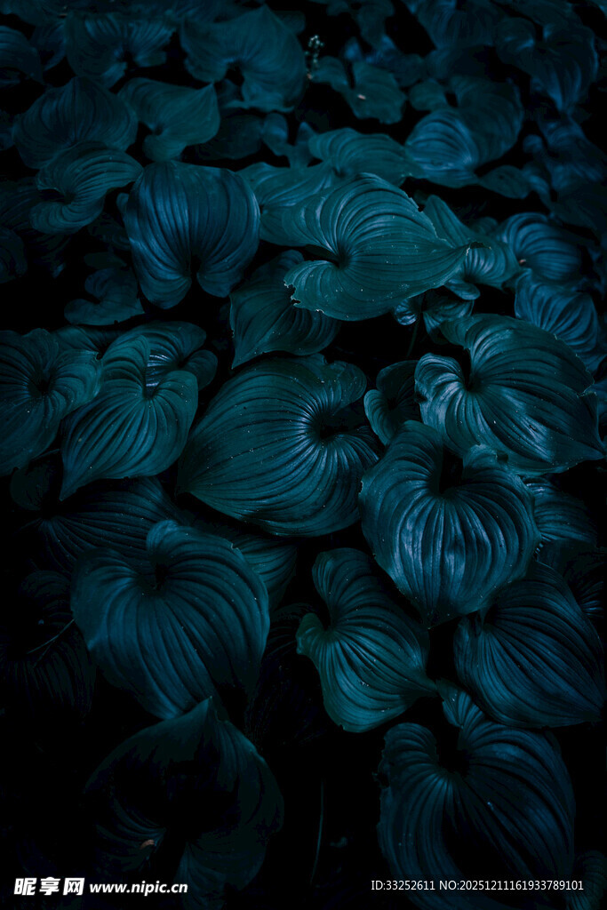 暗调下的水生植物景观