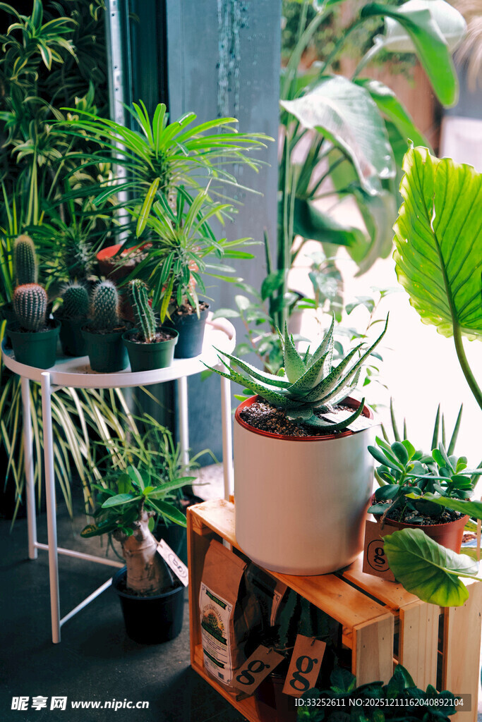室内绿植小景 生机满满