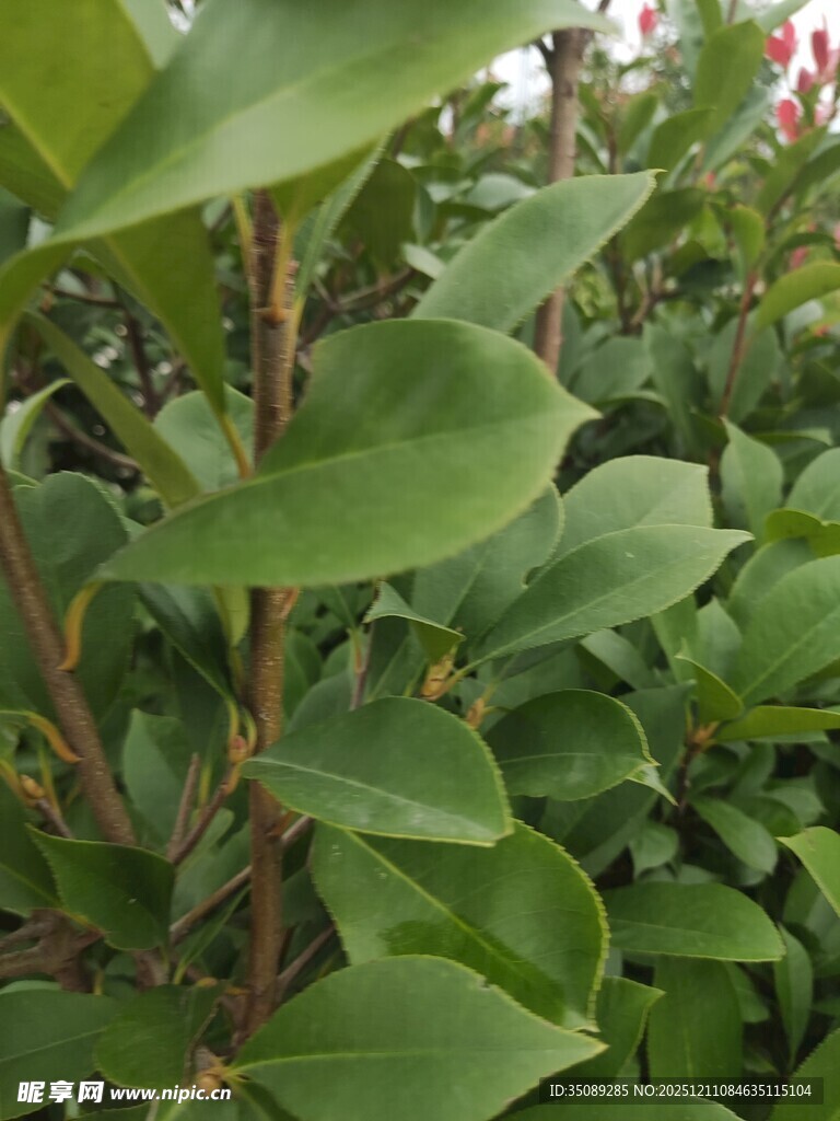 绿叶繁茂的植物特写