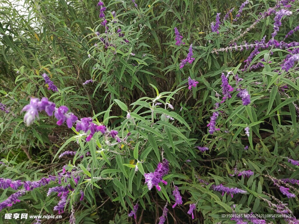 紫色花卉绽放于绿叶间