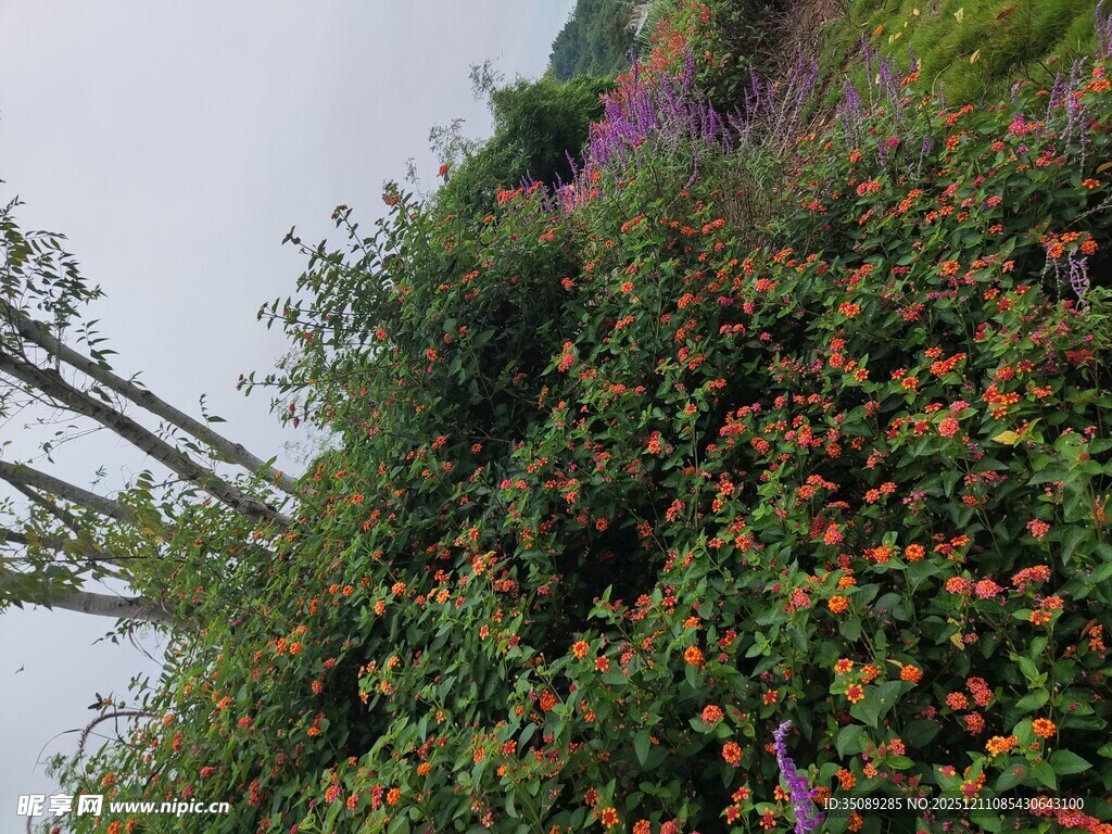 山坡上繁茂的多彩植物