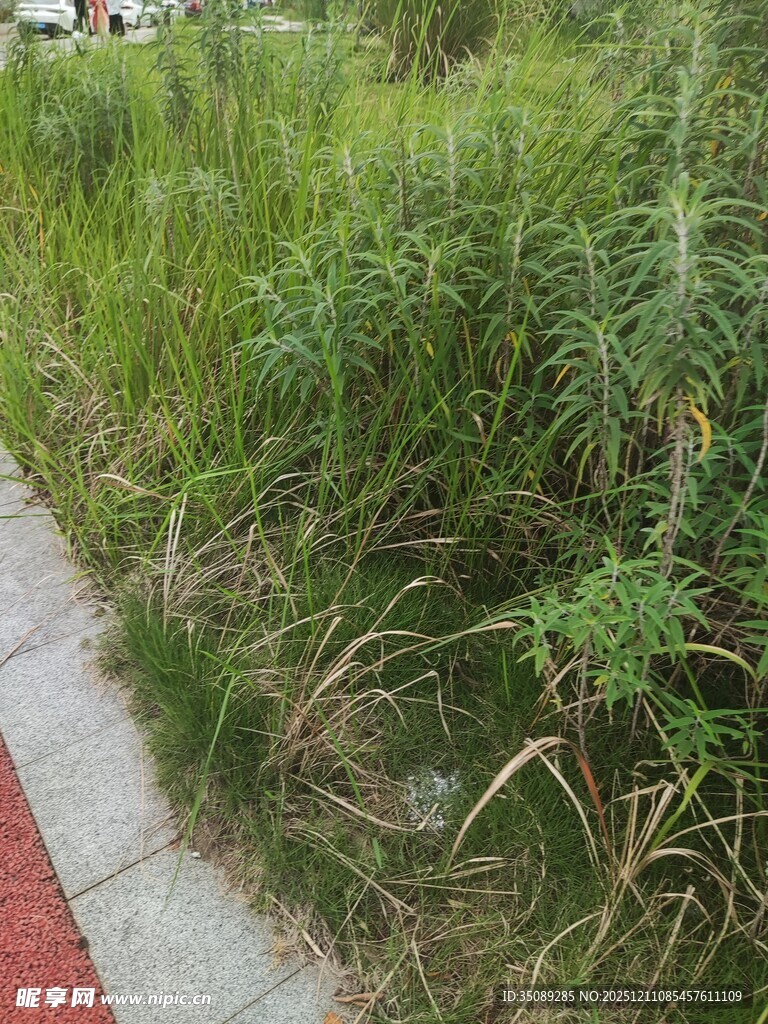路边繁茂的绿色野草