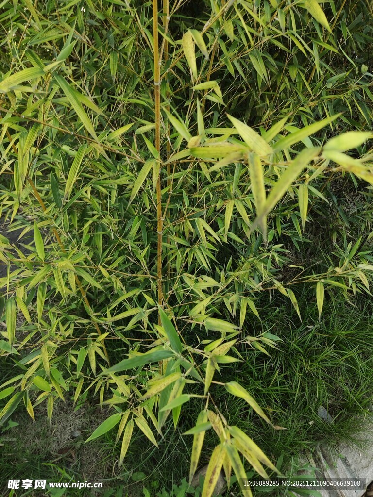 翠绿竹叶垂挂的清新景象