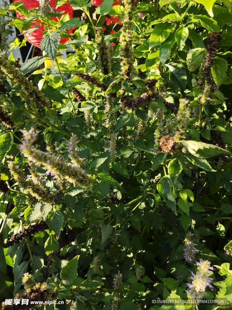 绿叶繁花中的自然景致