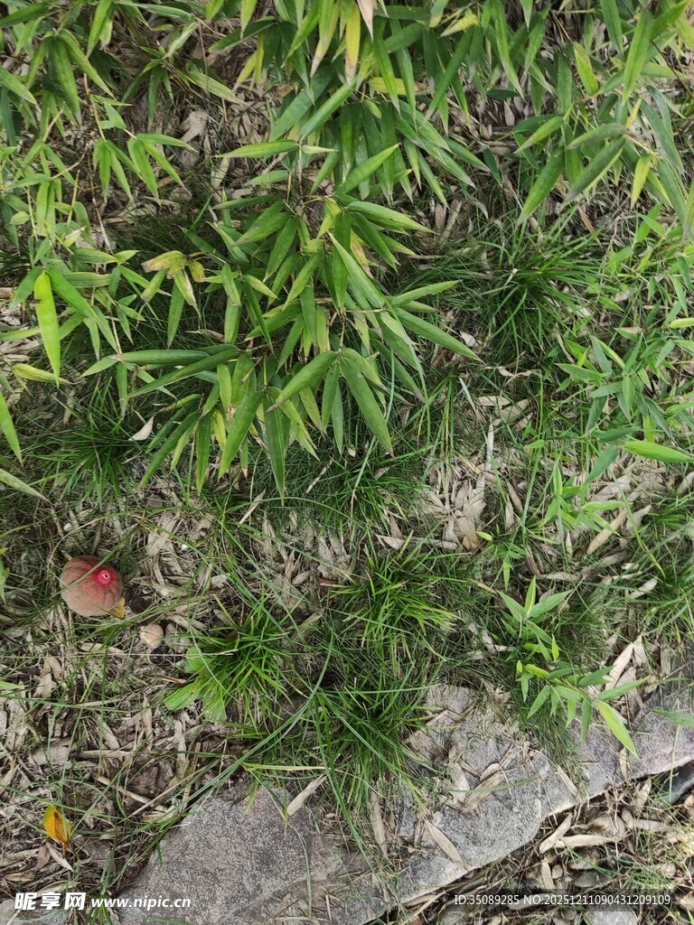 地面上的翠绿植物与果实