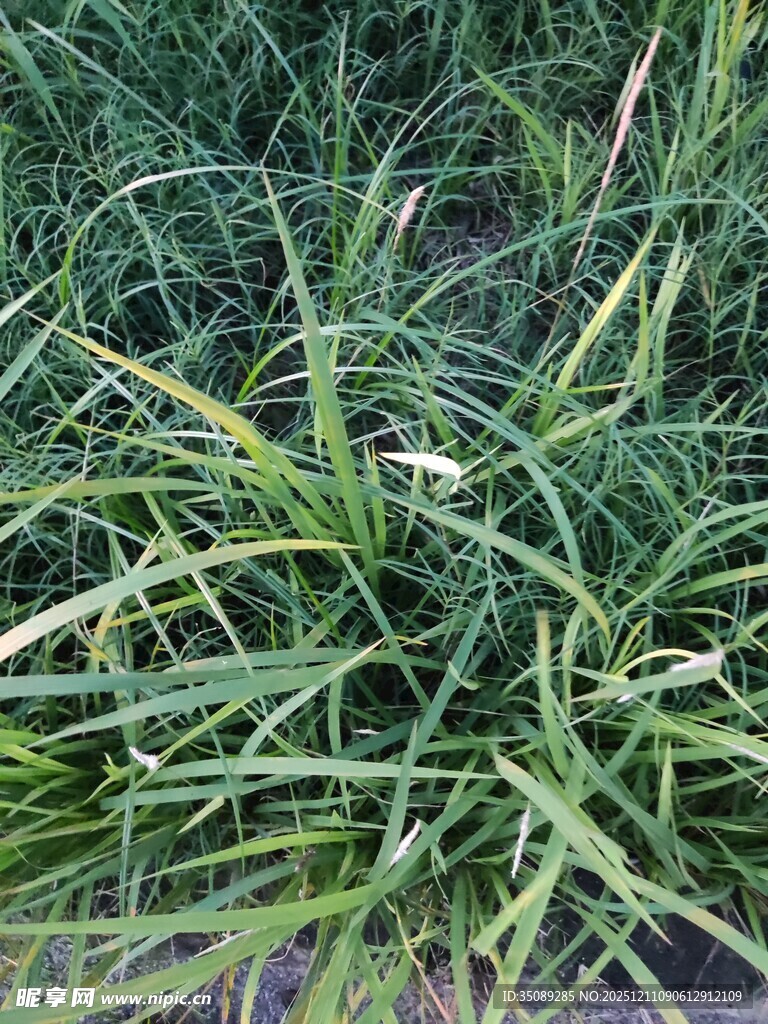 翠绿葱郁的丛生草本植物