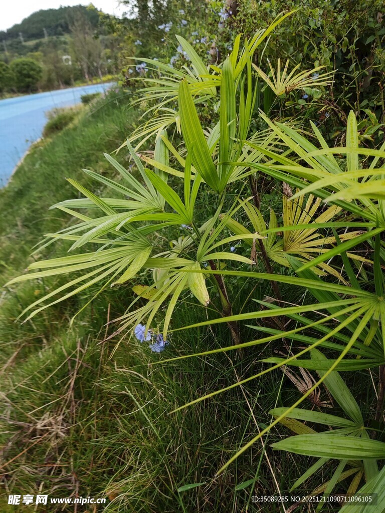 溪边翠绿植物景观