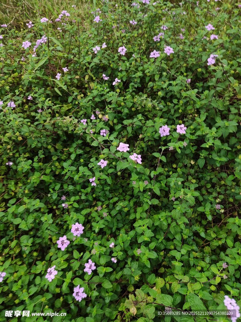 繁茂花丛中的点点粉花