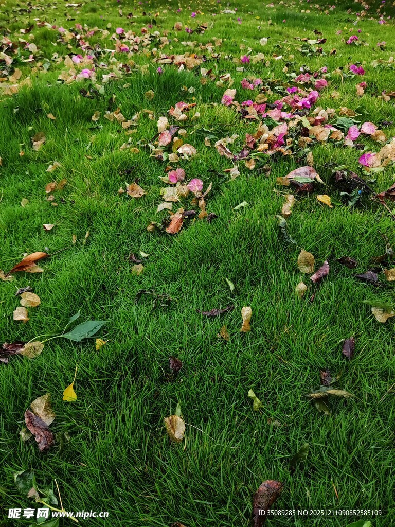 草地上散落的缤纷落叶