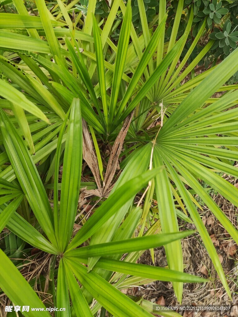 翠绿棕榈叶特写