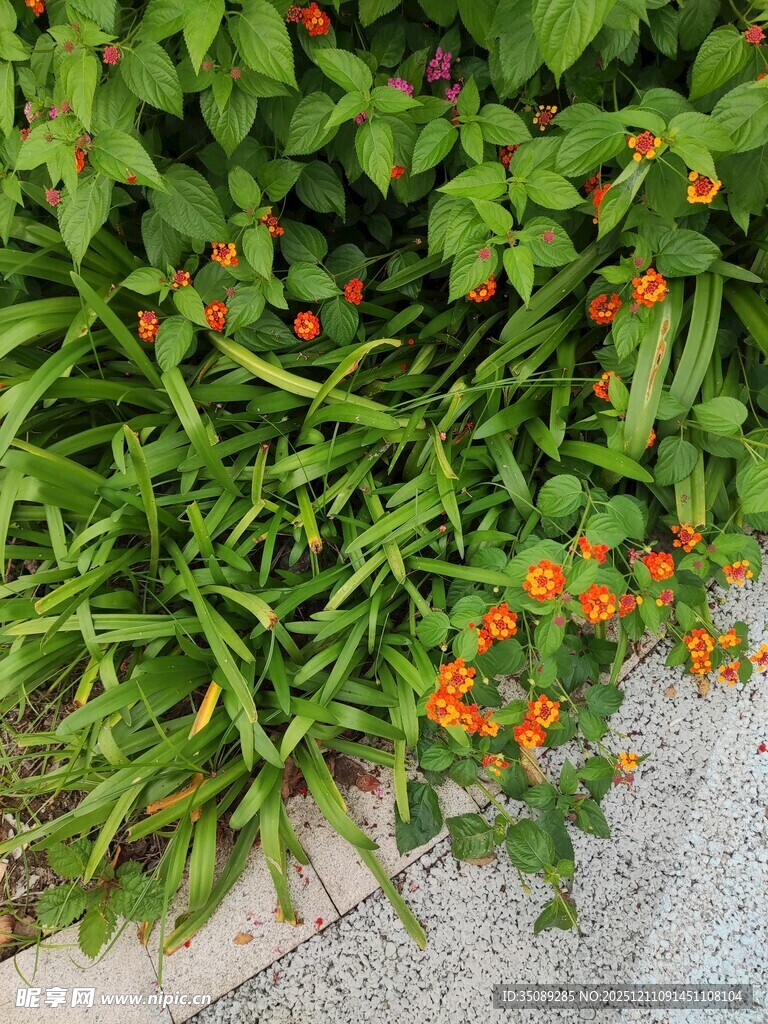 路边绽放的橙色小花